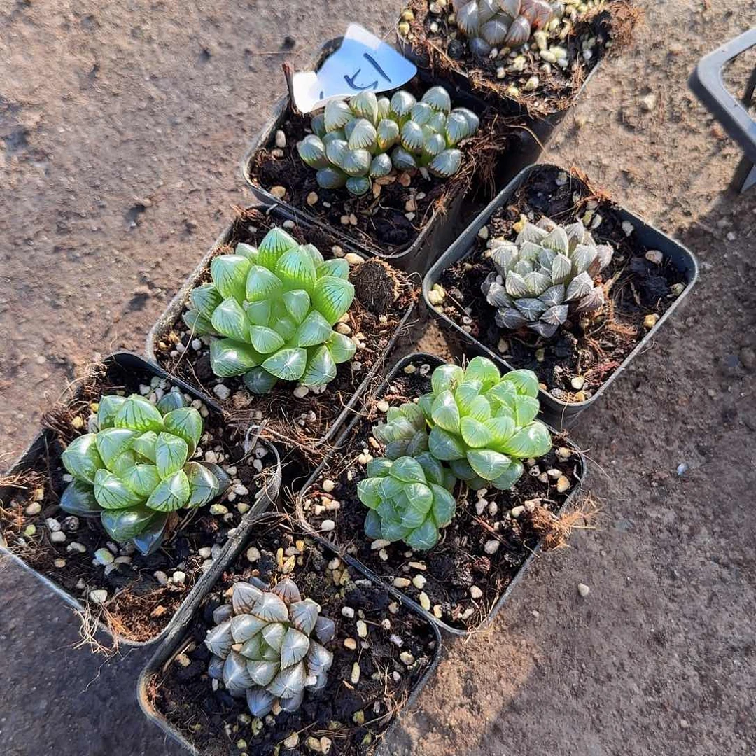 直播福利一物一拍451