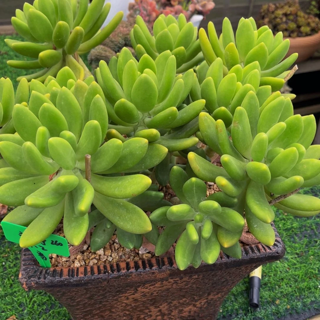 一物一拍多肉植物