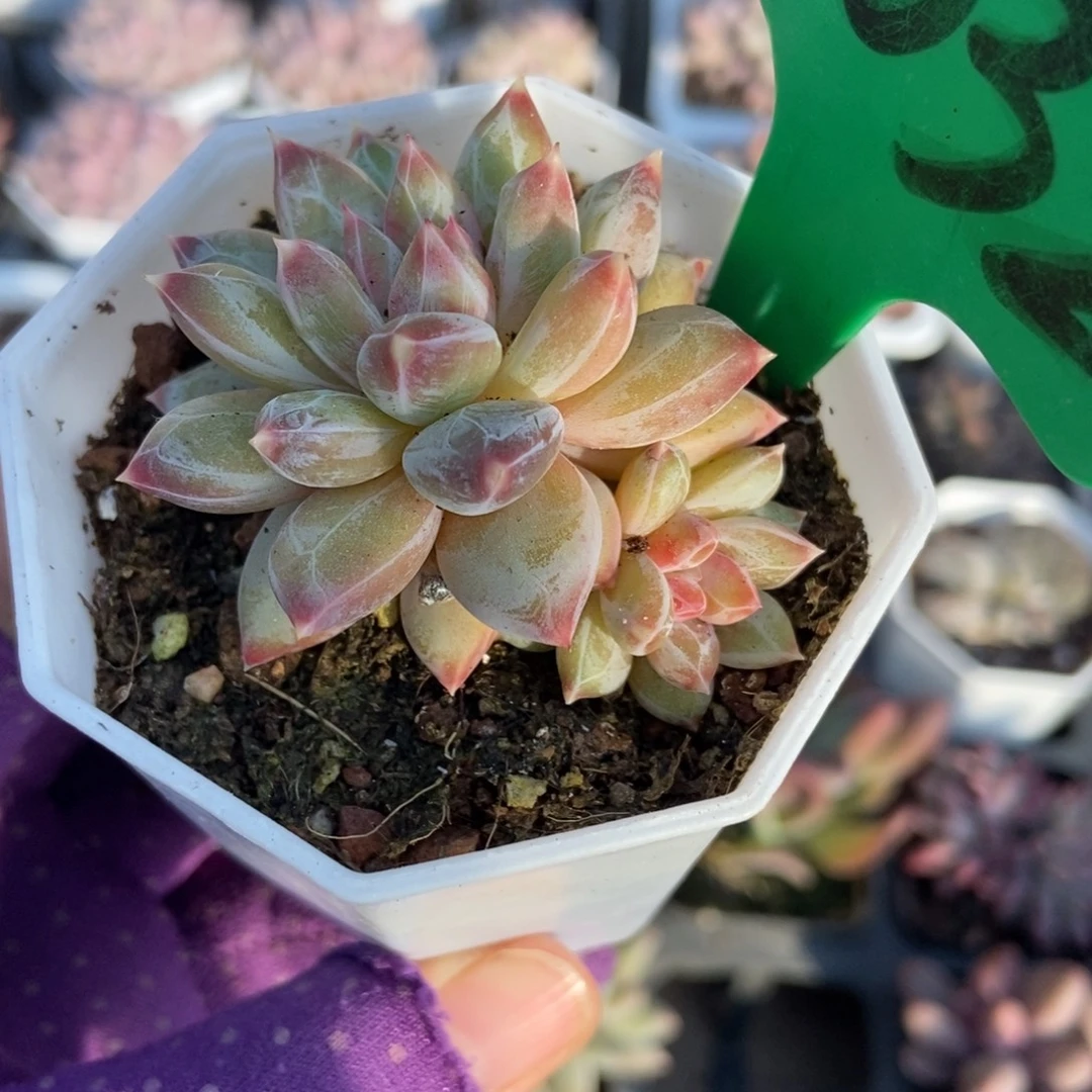 1032伊丽莎白多肉以后