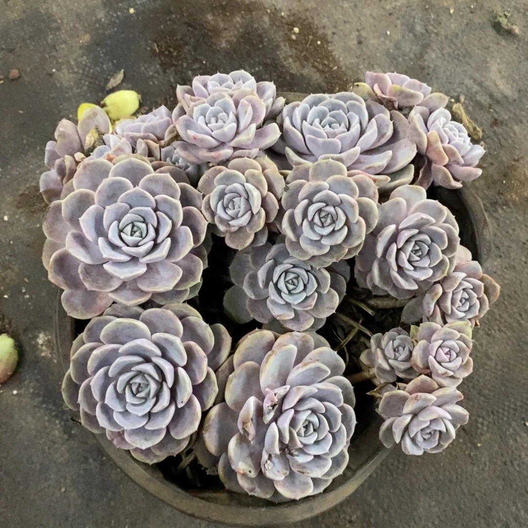 汉堡多头群生手捧，250杯