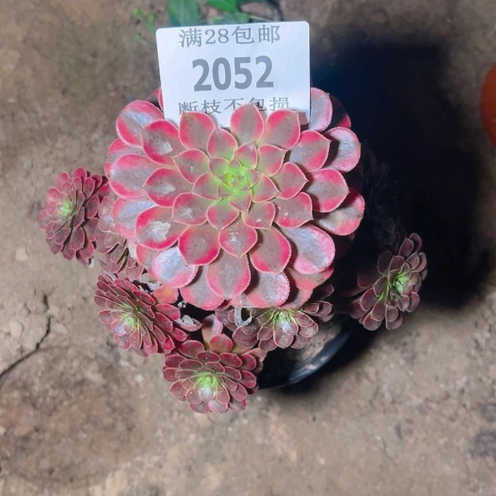 2052黑同白多肉植物