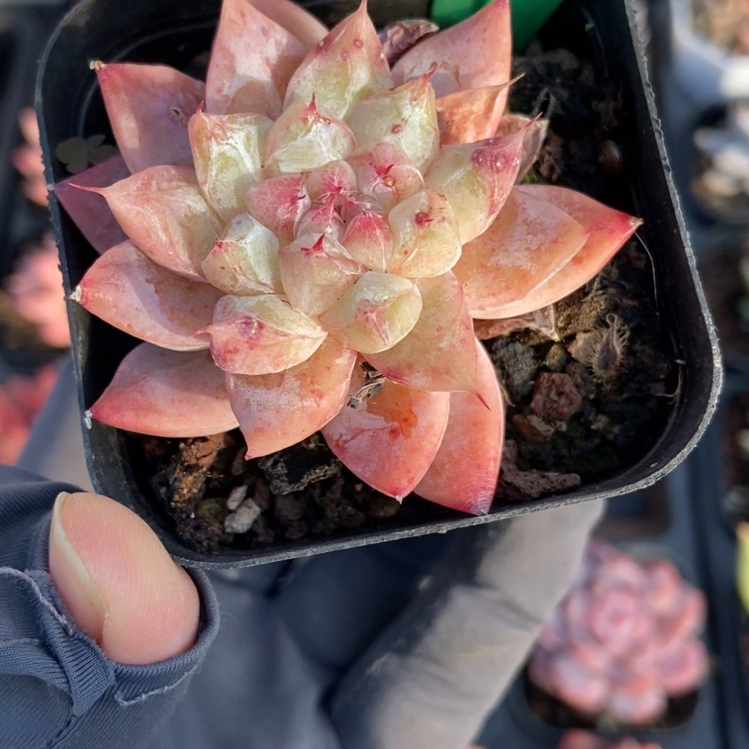 770粉钻多肉植物多肉