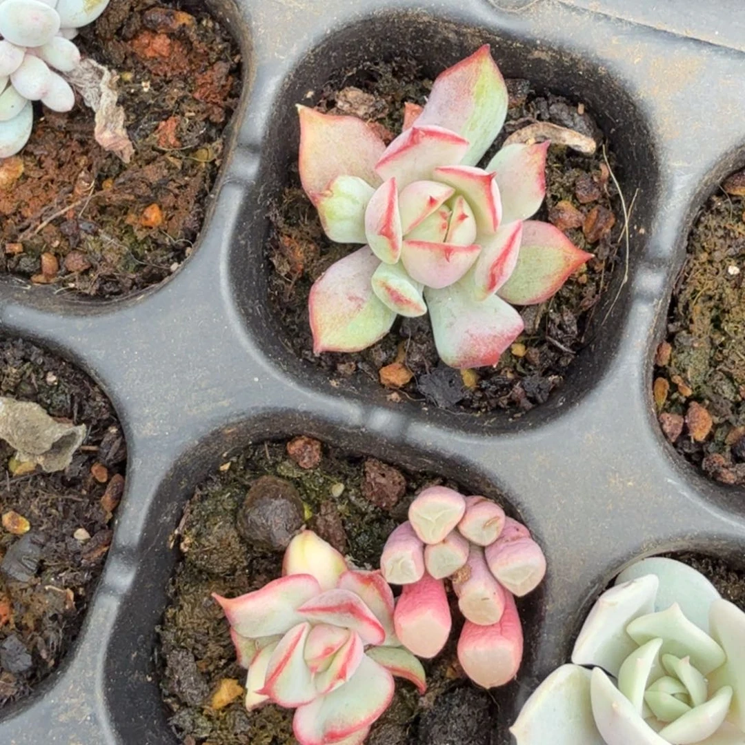 一组3个多肉锦多肉锦