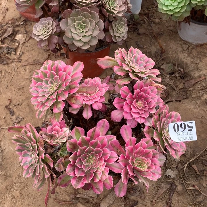 560铜壶白绣球1hao