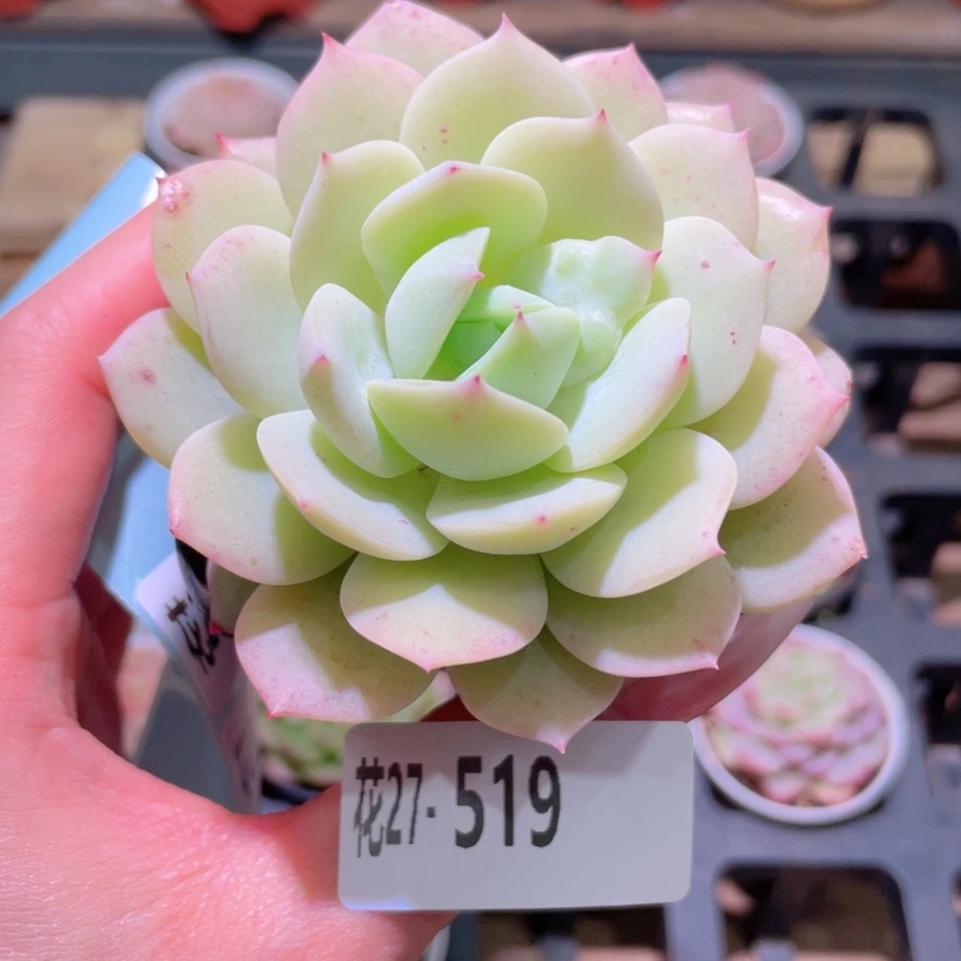 花利美27-519恋曲