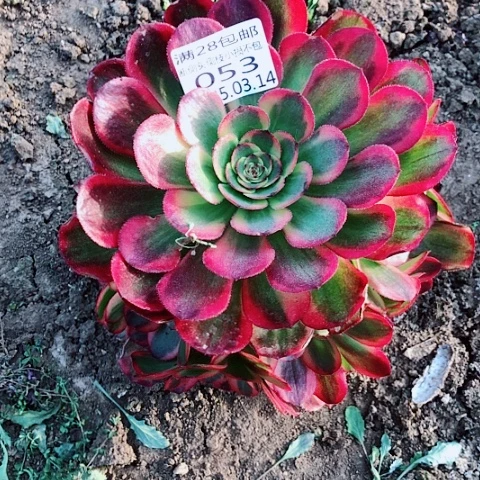 3.14-53琳琅多肉植物