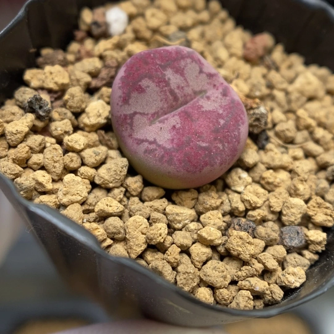 多肉植物肉锥杂交K-849 晒斑