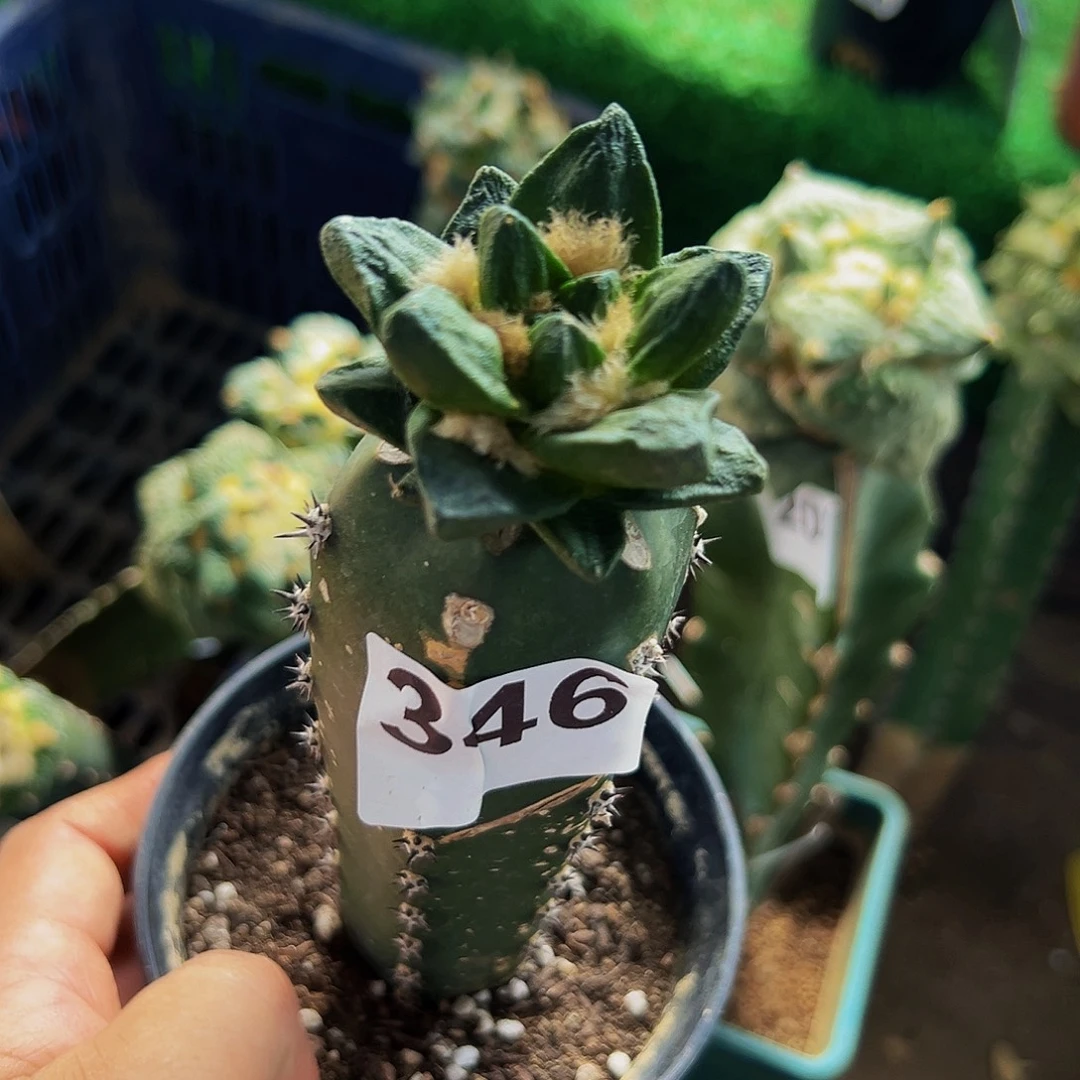 无花朵福利龙角牡丹346