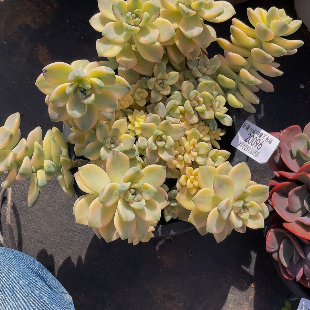 小**@美杏锦20096多肉多肉