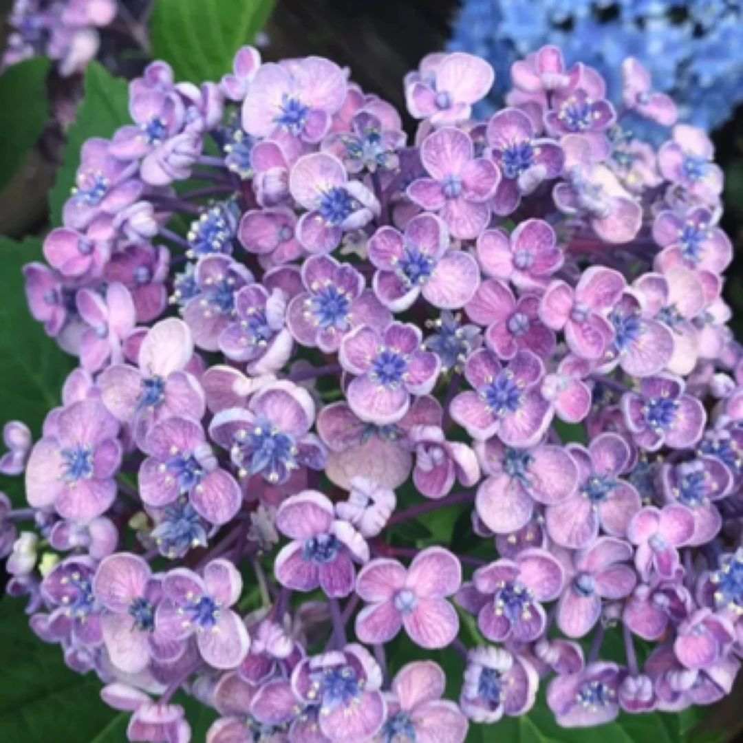 【爱莎】五加仑绣球花老桩苗带盆带土发货