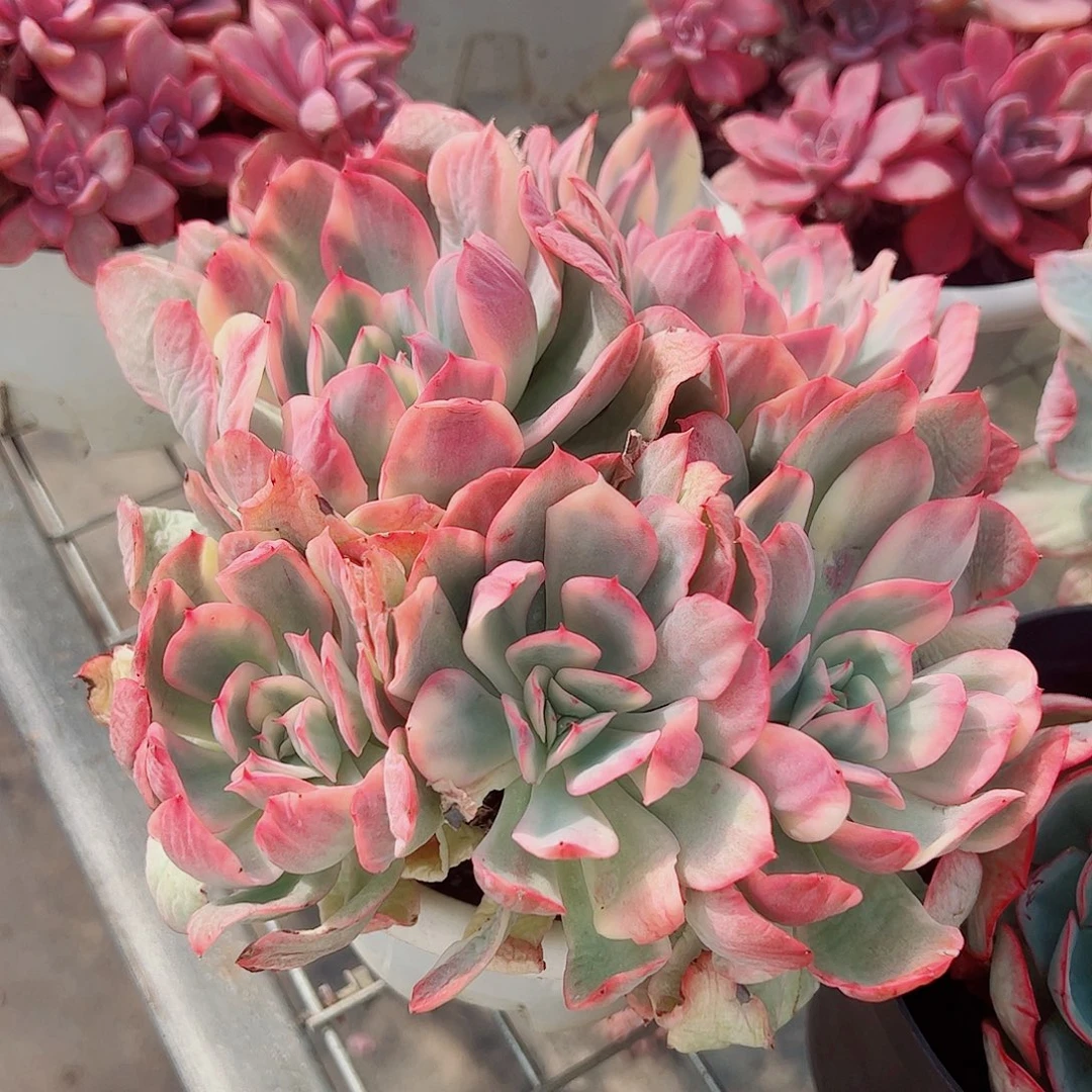 绮罗仙子锦多头群生