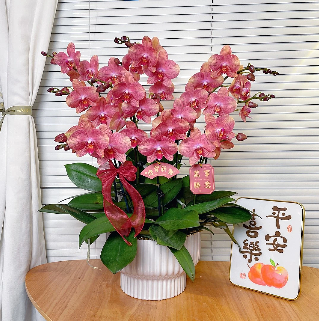 【三文鱼-蝴蝶兰】高端鲜花 花期长 桌面款 送礼 家居摆件