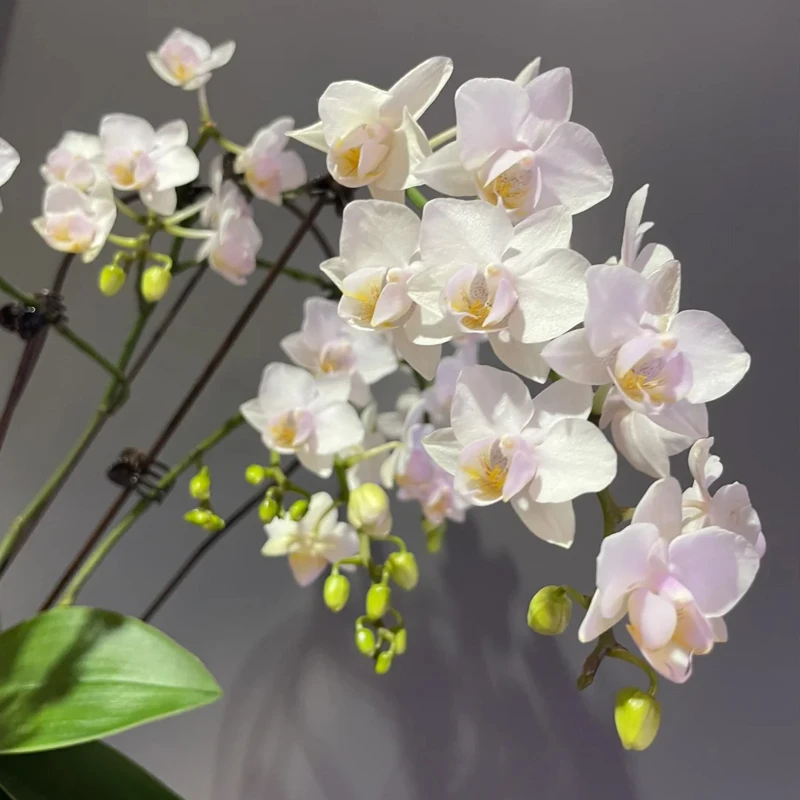 蝴蝶兰皎月带3花剑好养室内绿植花卉盆栽