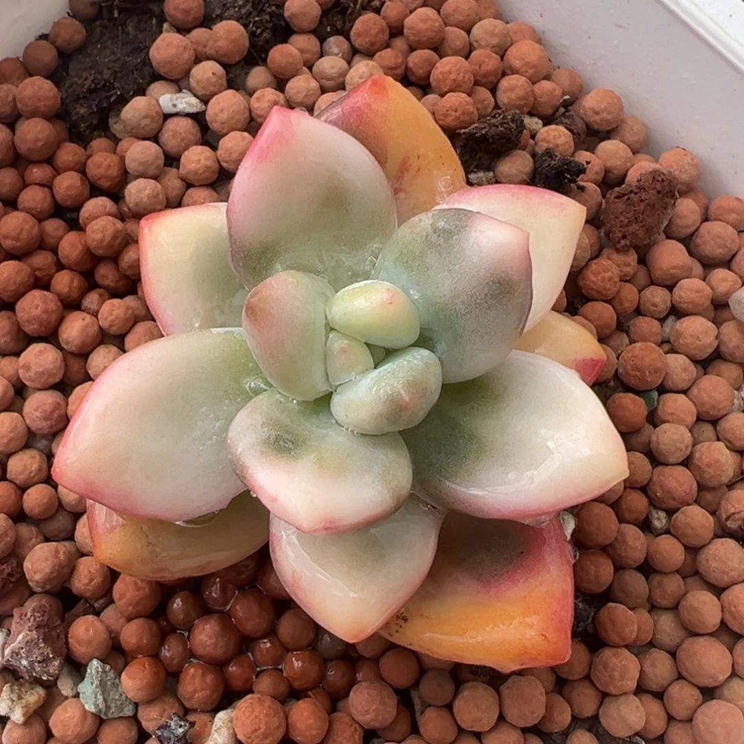 新香水锦，彩锦多肉