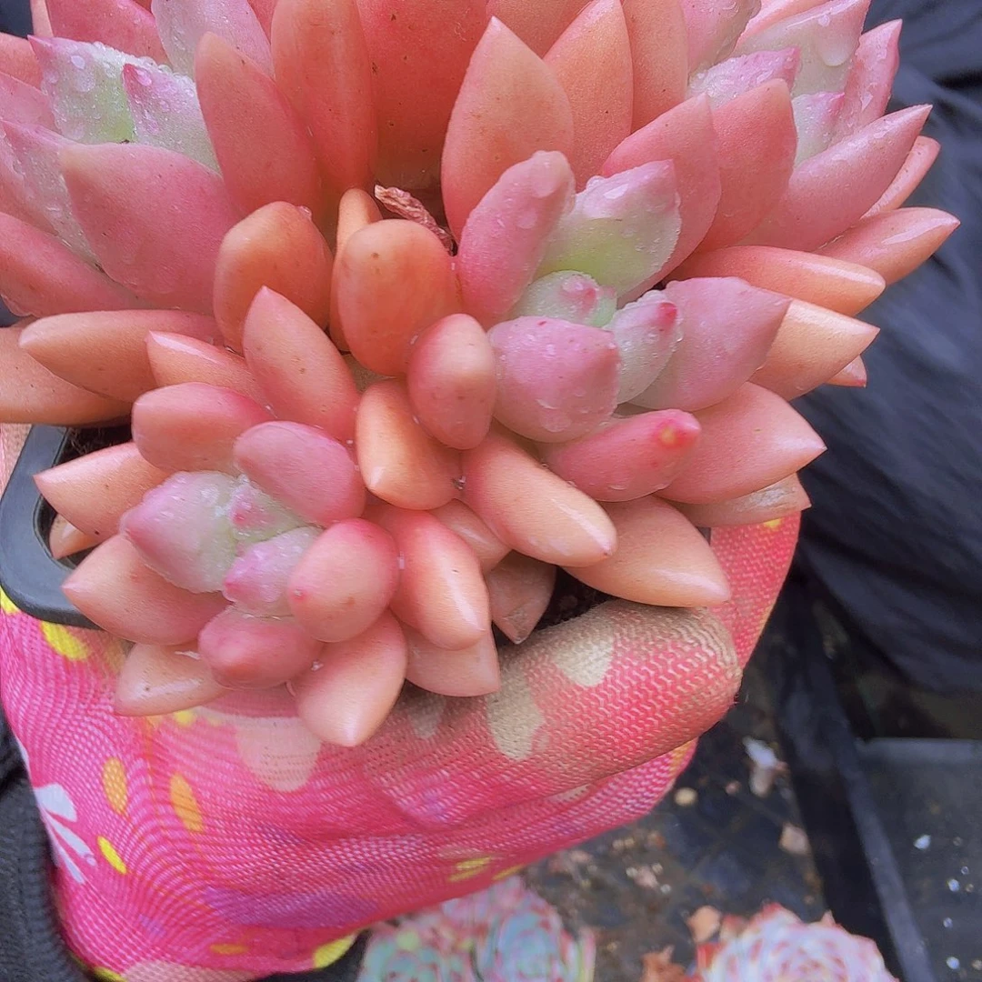 女***号010桃花源一物一拍桃花源