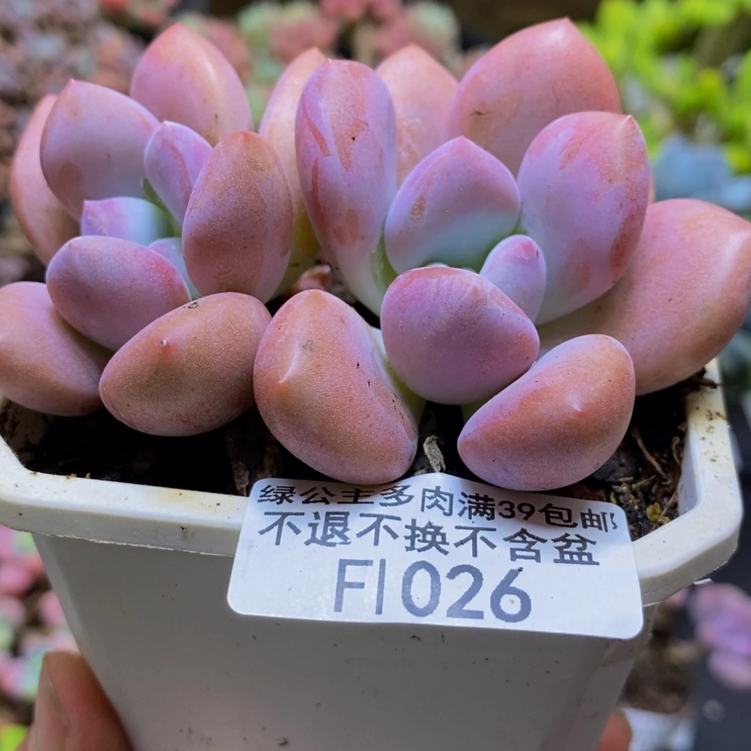 026噢普琳娜9cm多肉