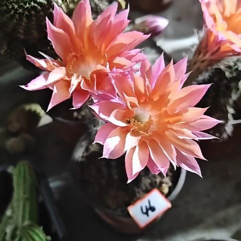 实生彩草仙人球46特