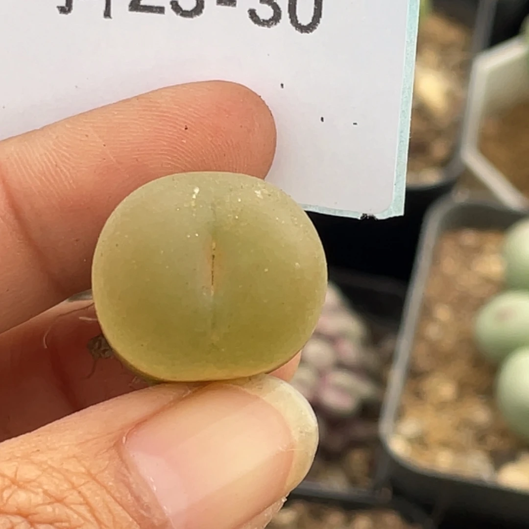 阿***林23-30毛毛多肉植物