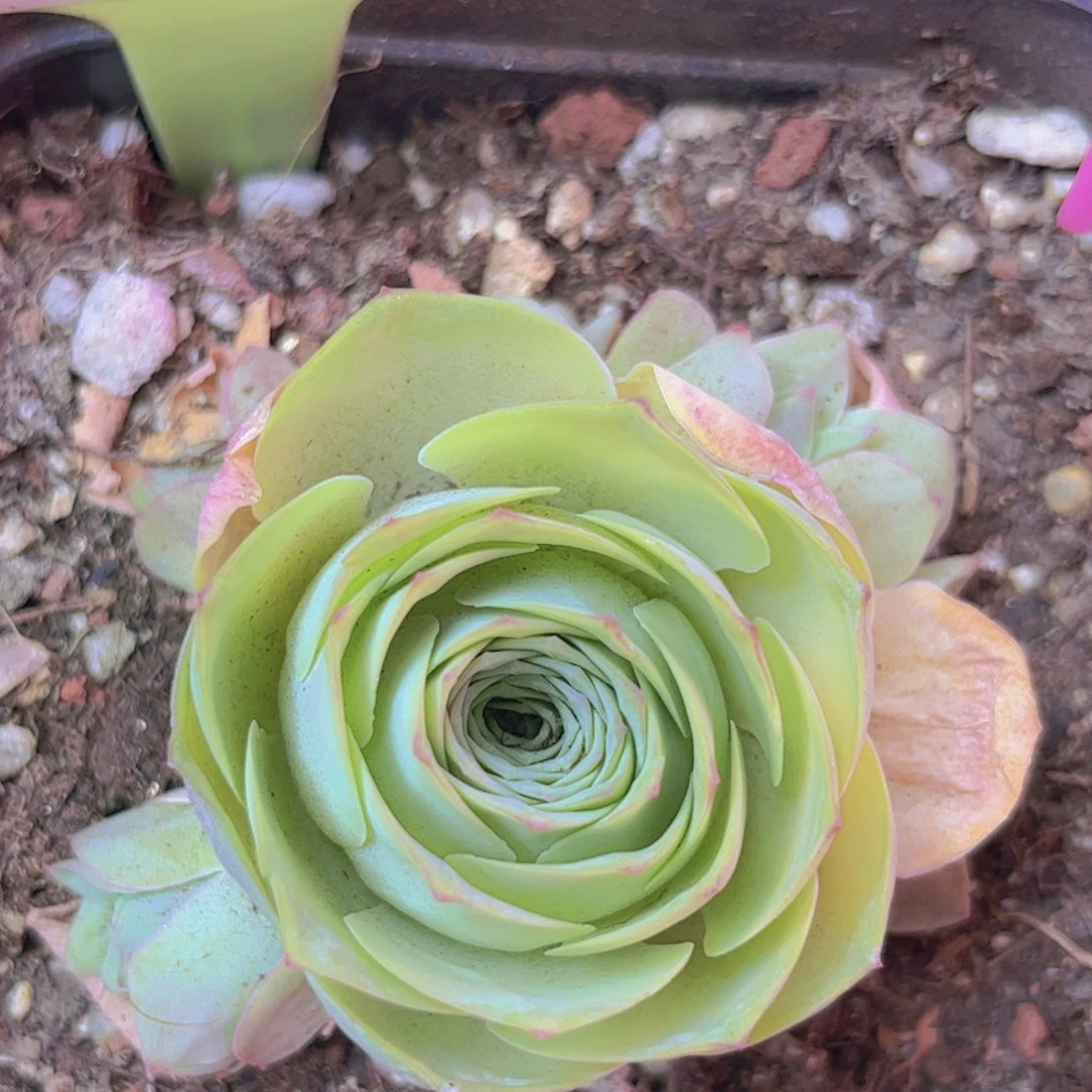 025山地玫瑰绿色