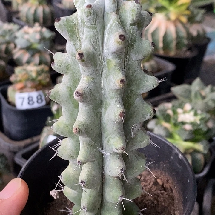 无花朵雷弗格柱子794