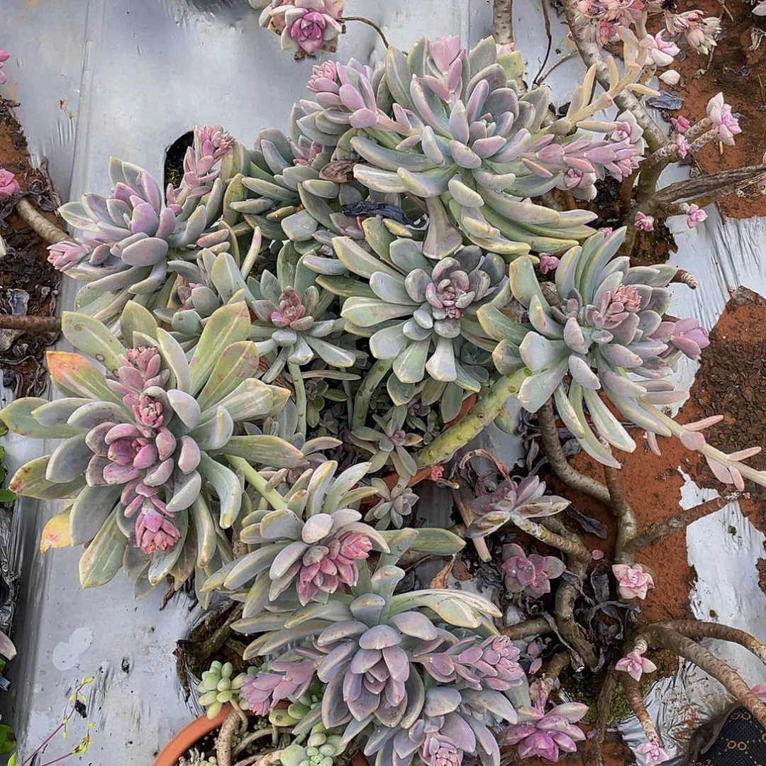 冬美人锦妖装48多肉