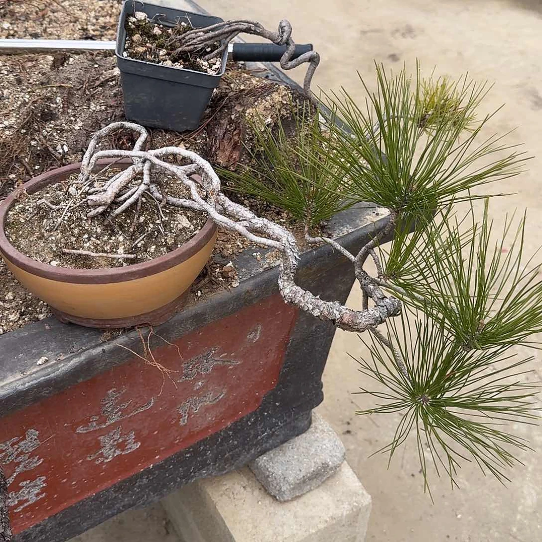 我*黄山松黄山松黄山