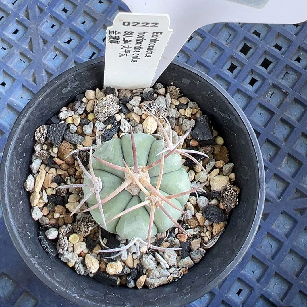 爱****7647 平丸实生裸根发货