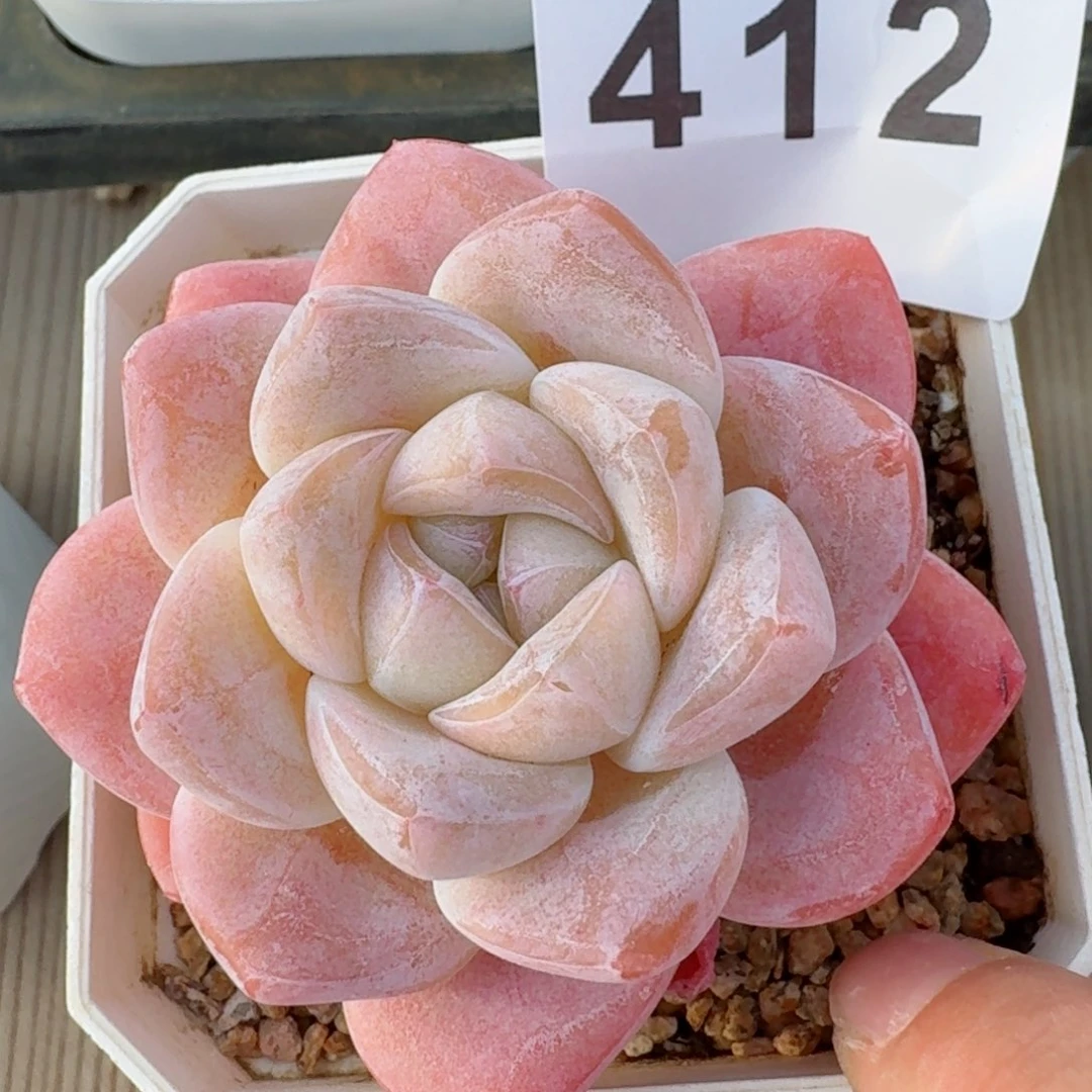 多肉植物开播福利捡漏