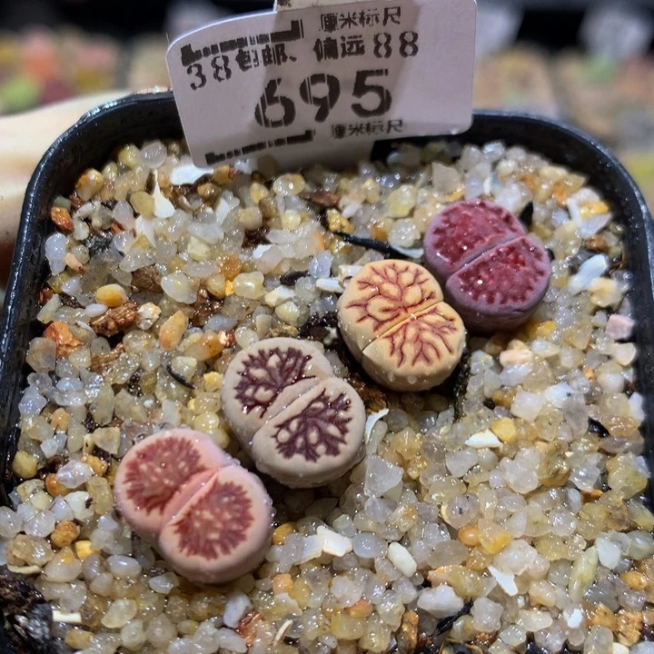 Sss精精精品石头695