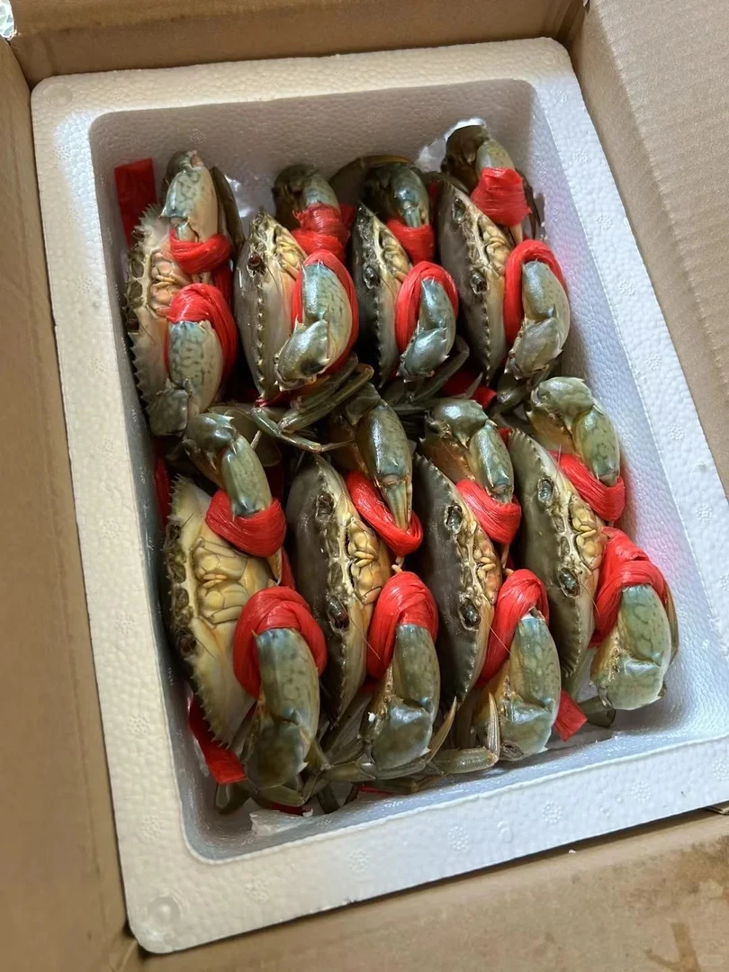 红鲟膏蟹母蟹海水螃蟹顺丰空运包活东山岛青蟹海鲜水产礼盒送礼