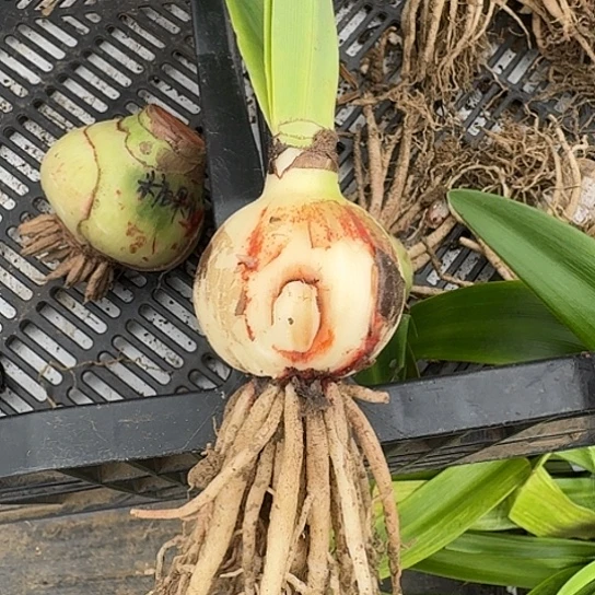 鬼魅1号表皮丑4/5厘米包对版