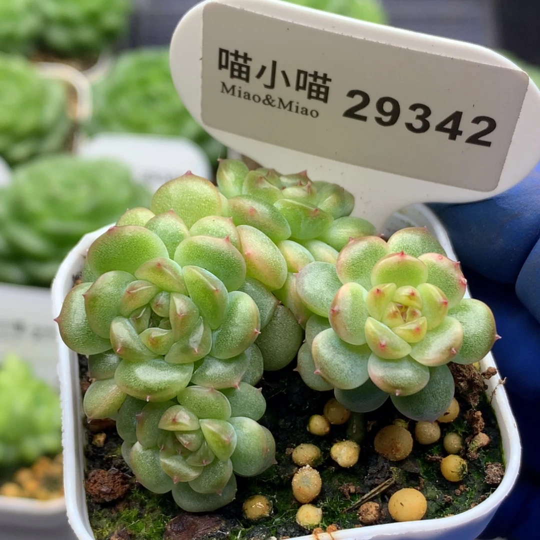 多肉植物杂交珍妮