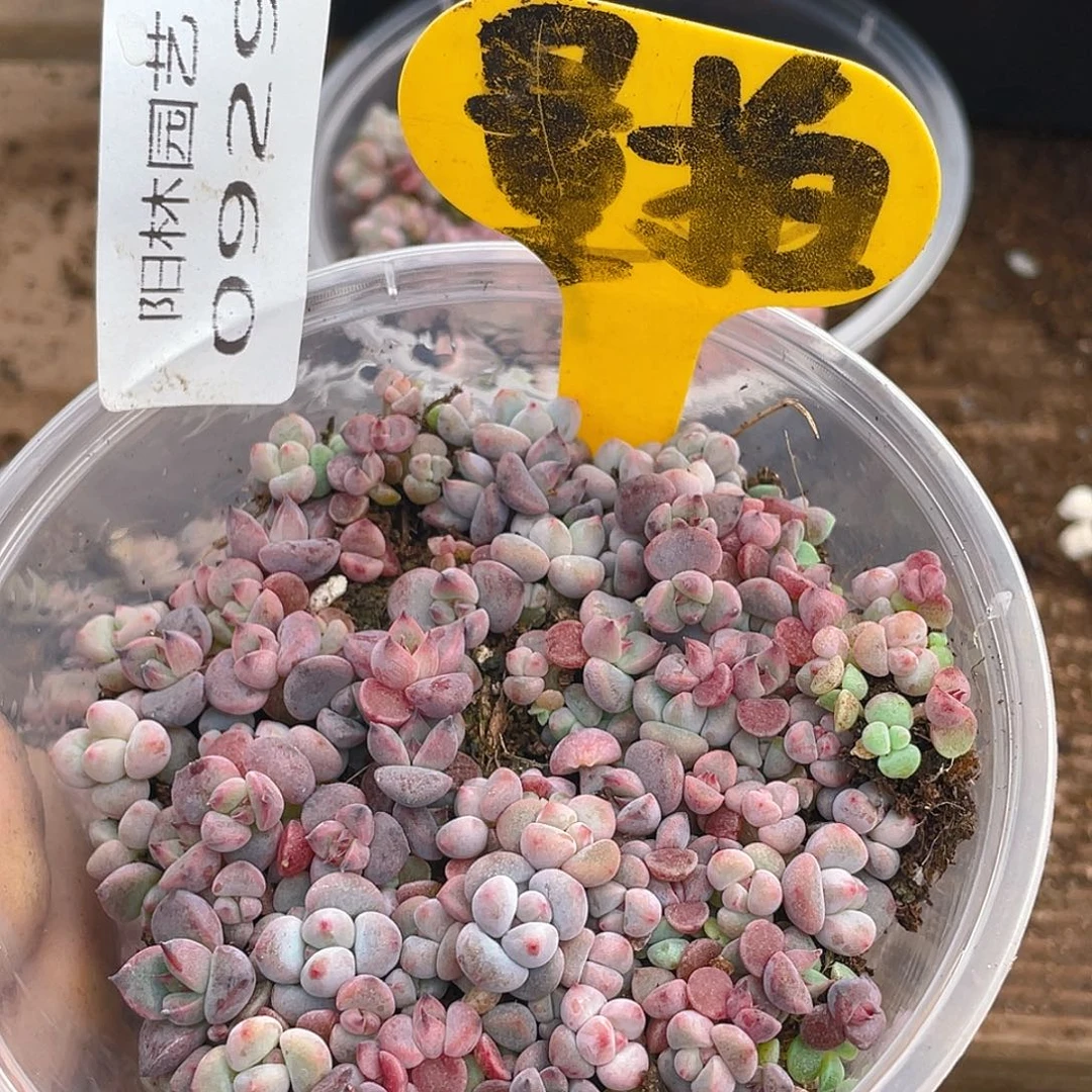 量拍多肉植物多肉植物929