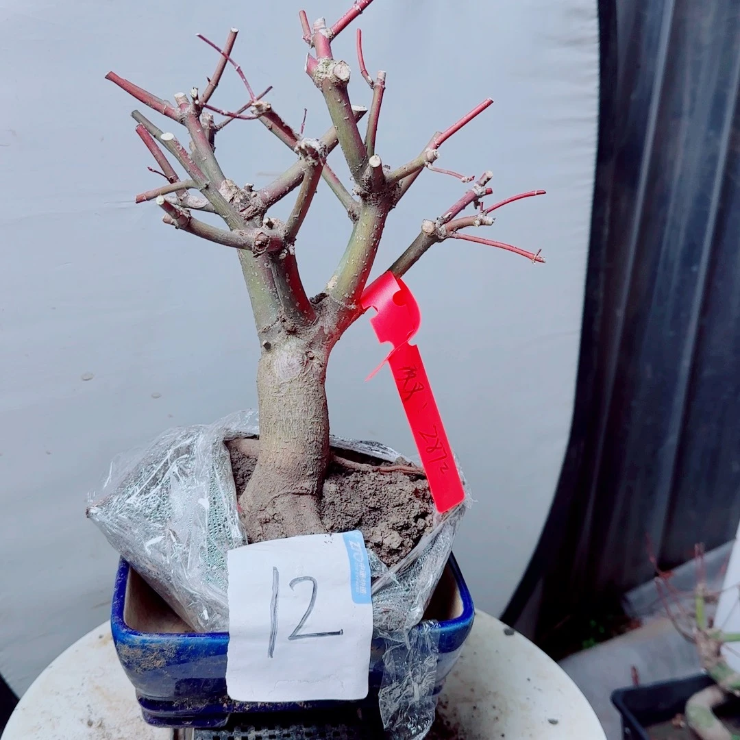 夜***！无花朵出星星老桩