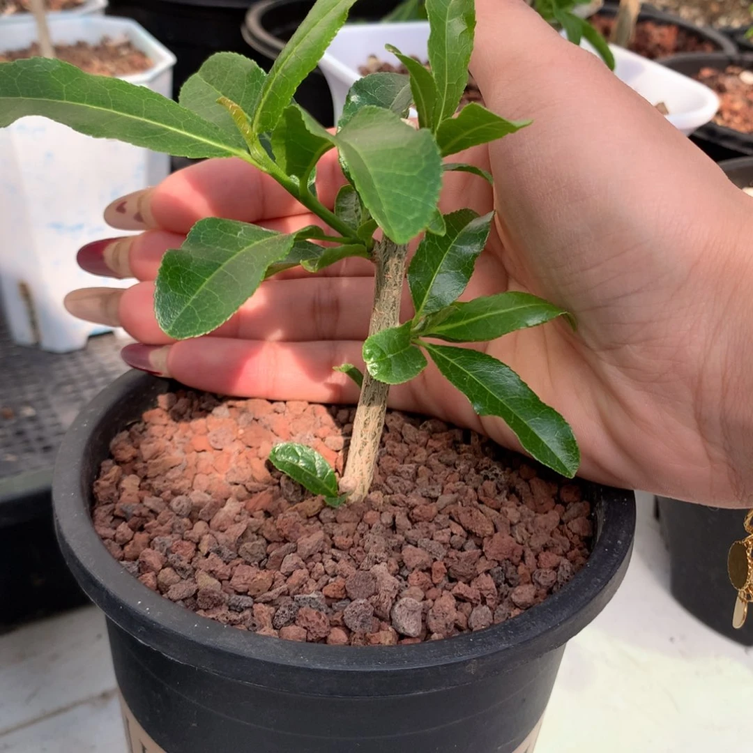 脆皮没药扦插扦插