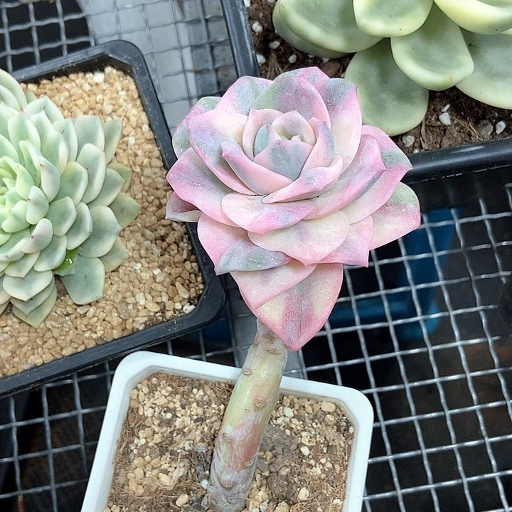 可爱玫瑰彩锦多肉植物