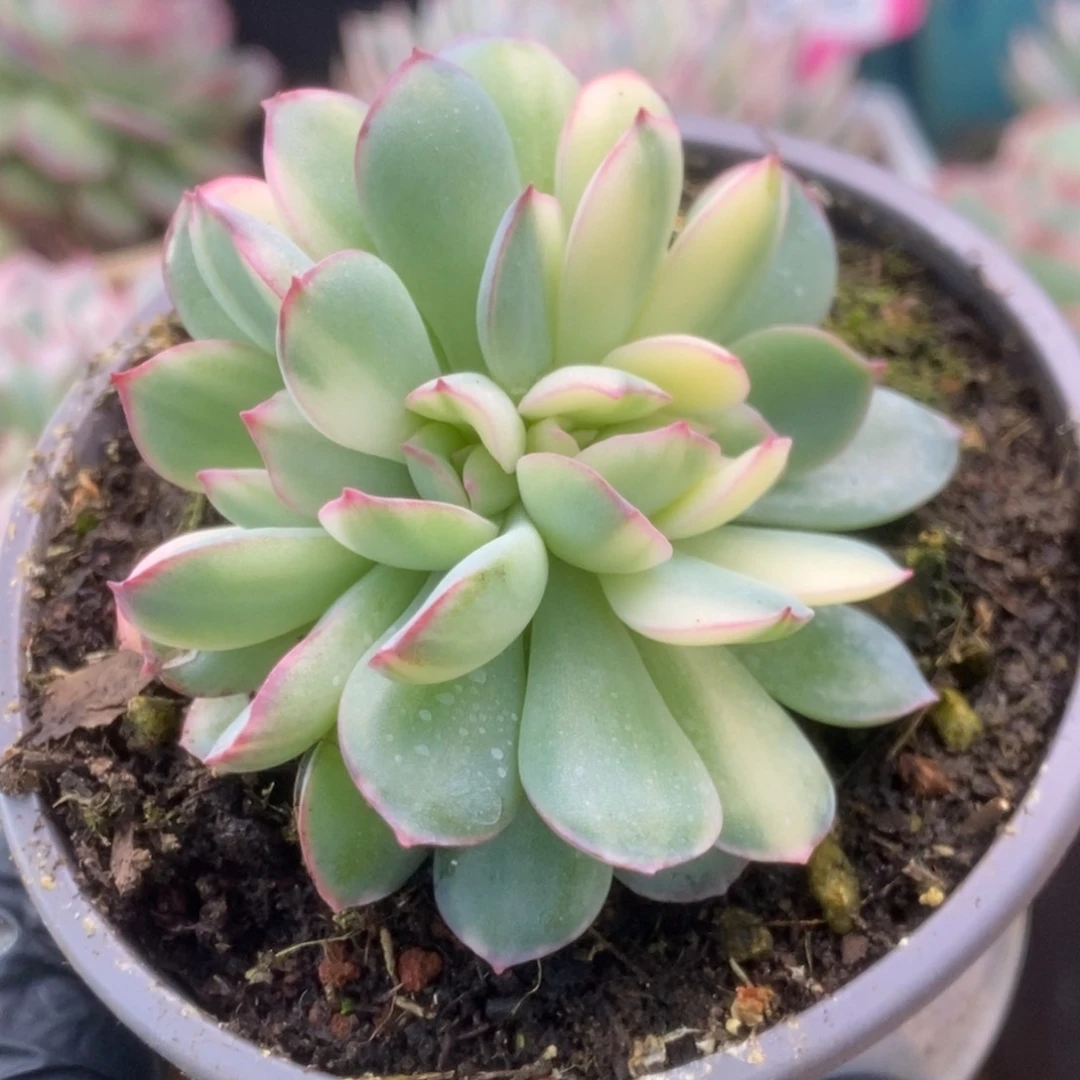 168雨燕座锦锦锦锦锦锦