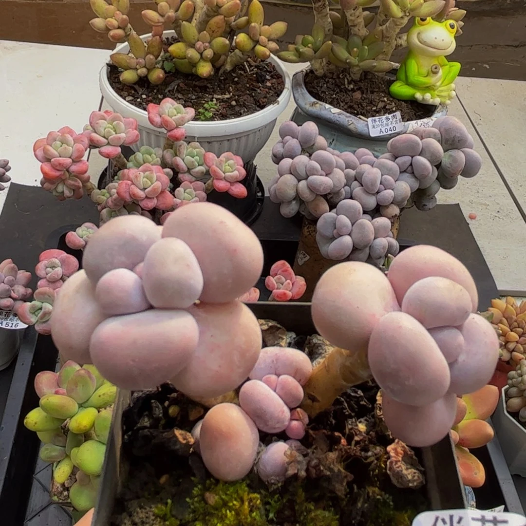 708/6cm芭比奶酪多肉植物