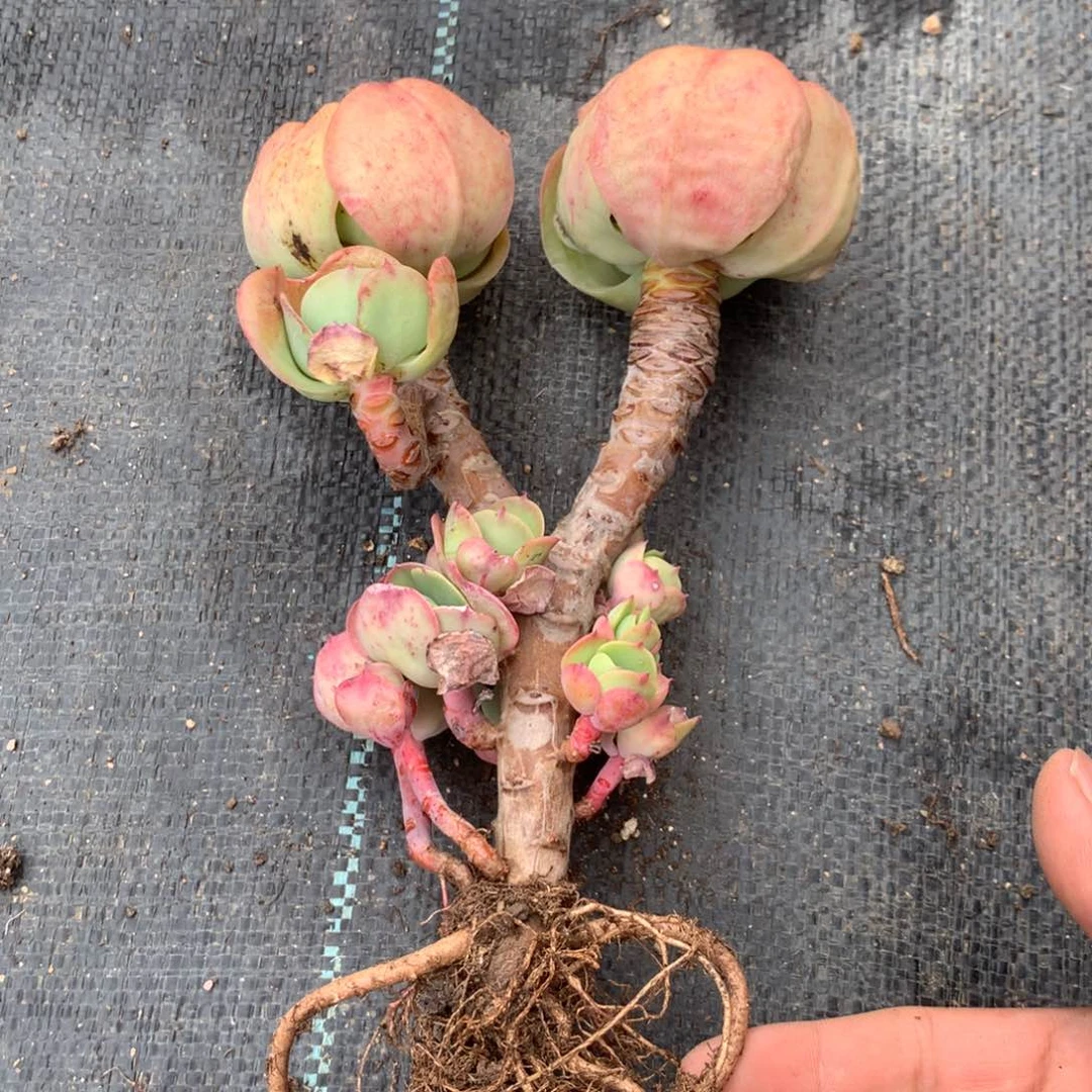 ?*儿中通包裹了放前台处值班室保安柜台