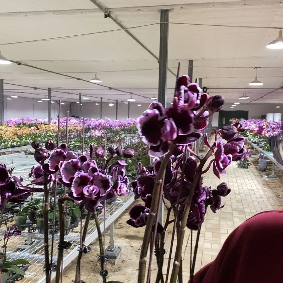 完全开放拉丁舞裙3.0消苞双剑