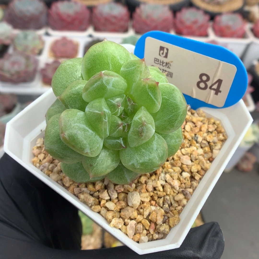 84 翡翠绿体珍妮石化多肉