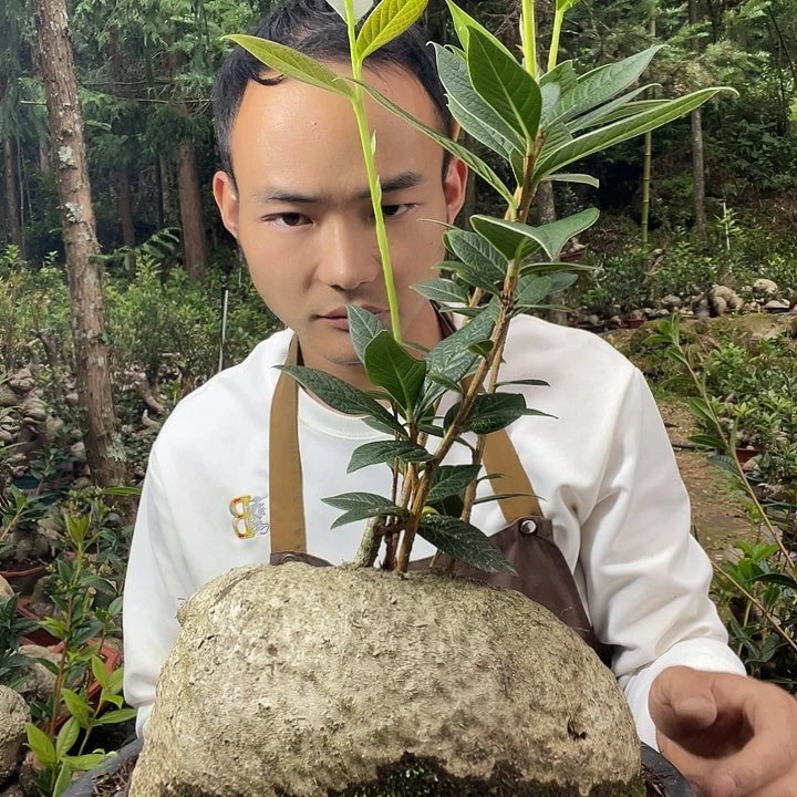 无花朵我也不知道我为什么