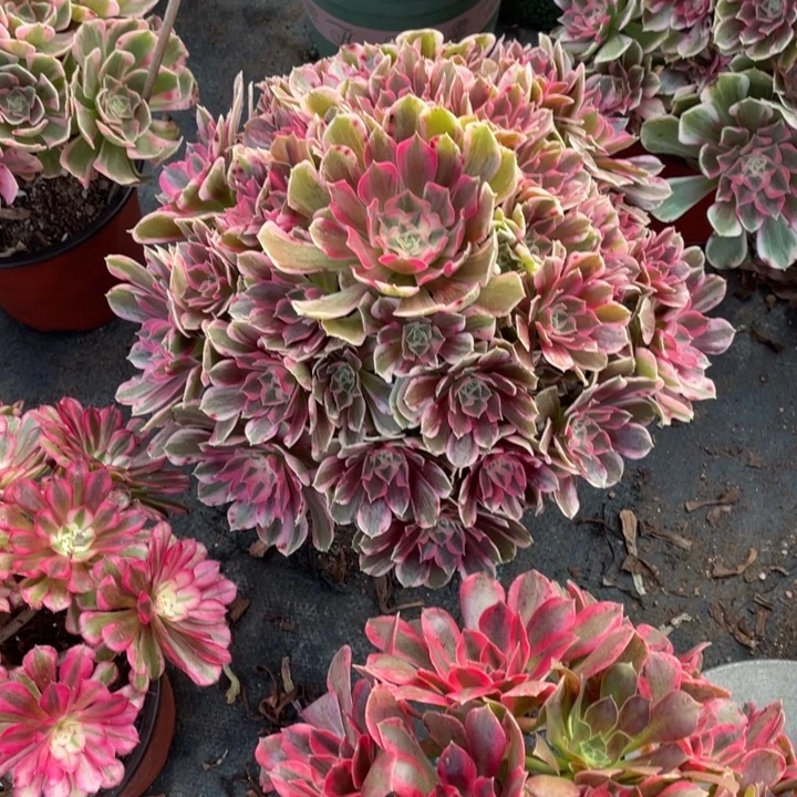 48号精品法师男神