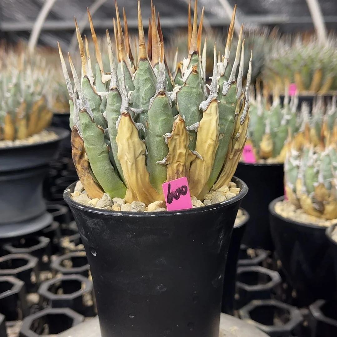 熟桩妖炎好养好价