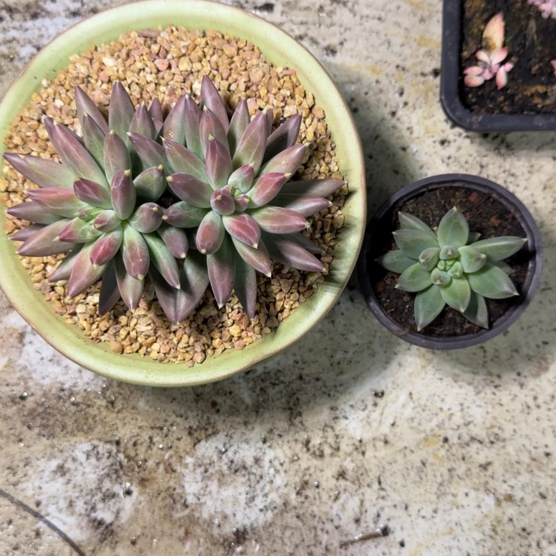 TTN 叶插  一物一拍