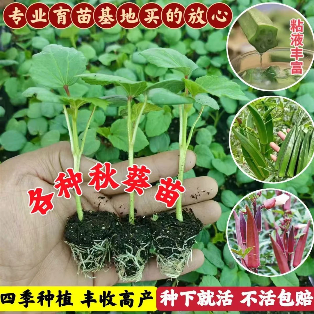 四季超嫩水果秋葵秧苗更耐老黄红绿水果秋葵秧苗春秋菜园盆栽带土