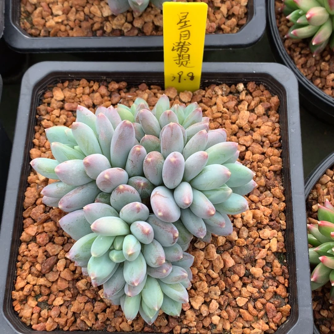 我们家的小姐姐们