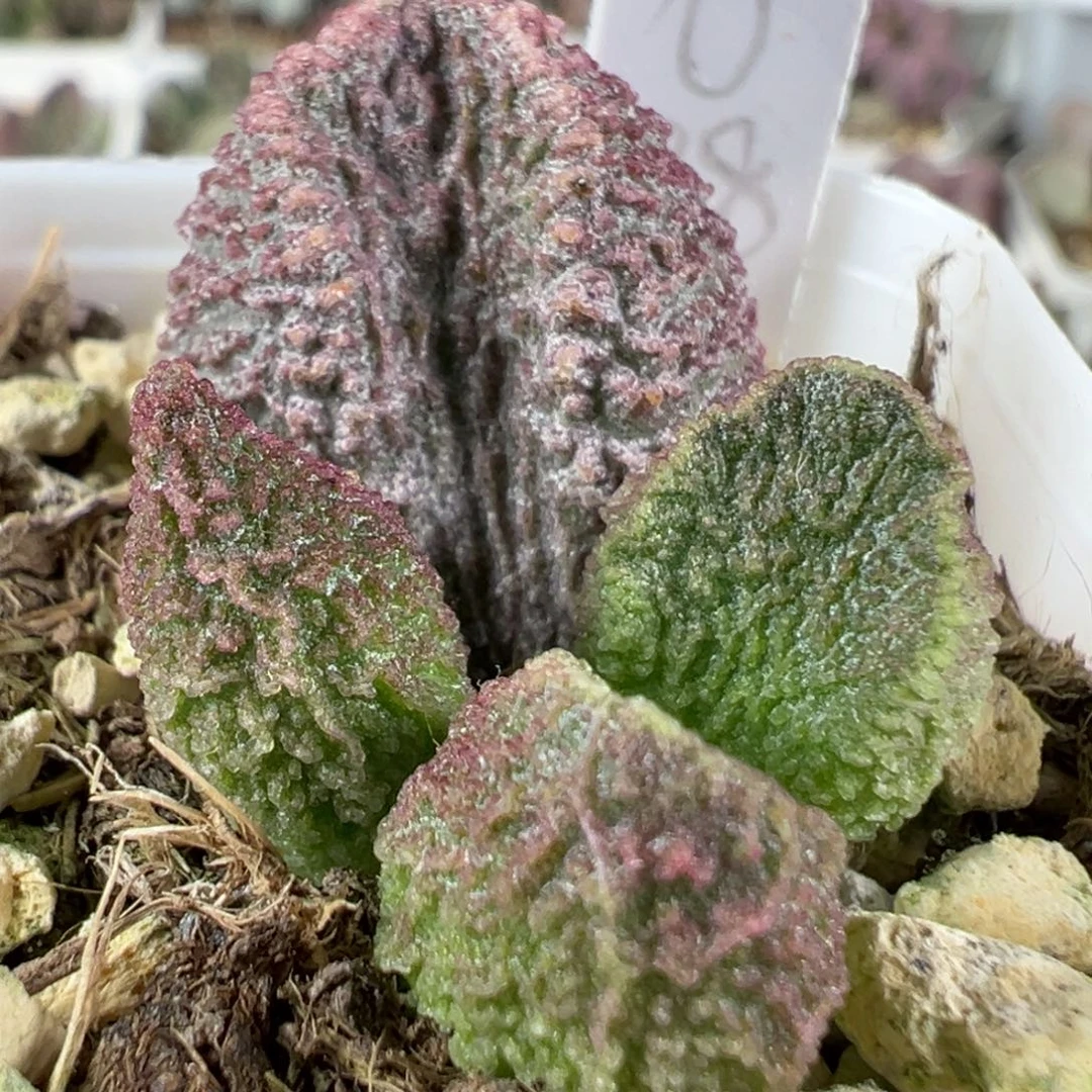 w紫色系颗粒纹路款实生新品