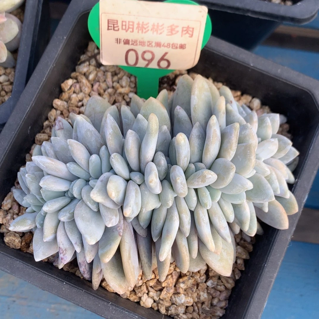 粉兔缀化一物一拍096