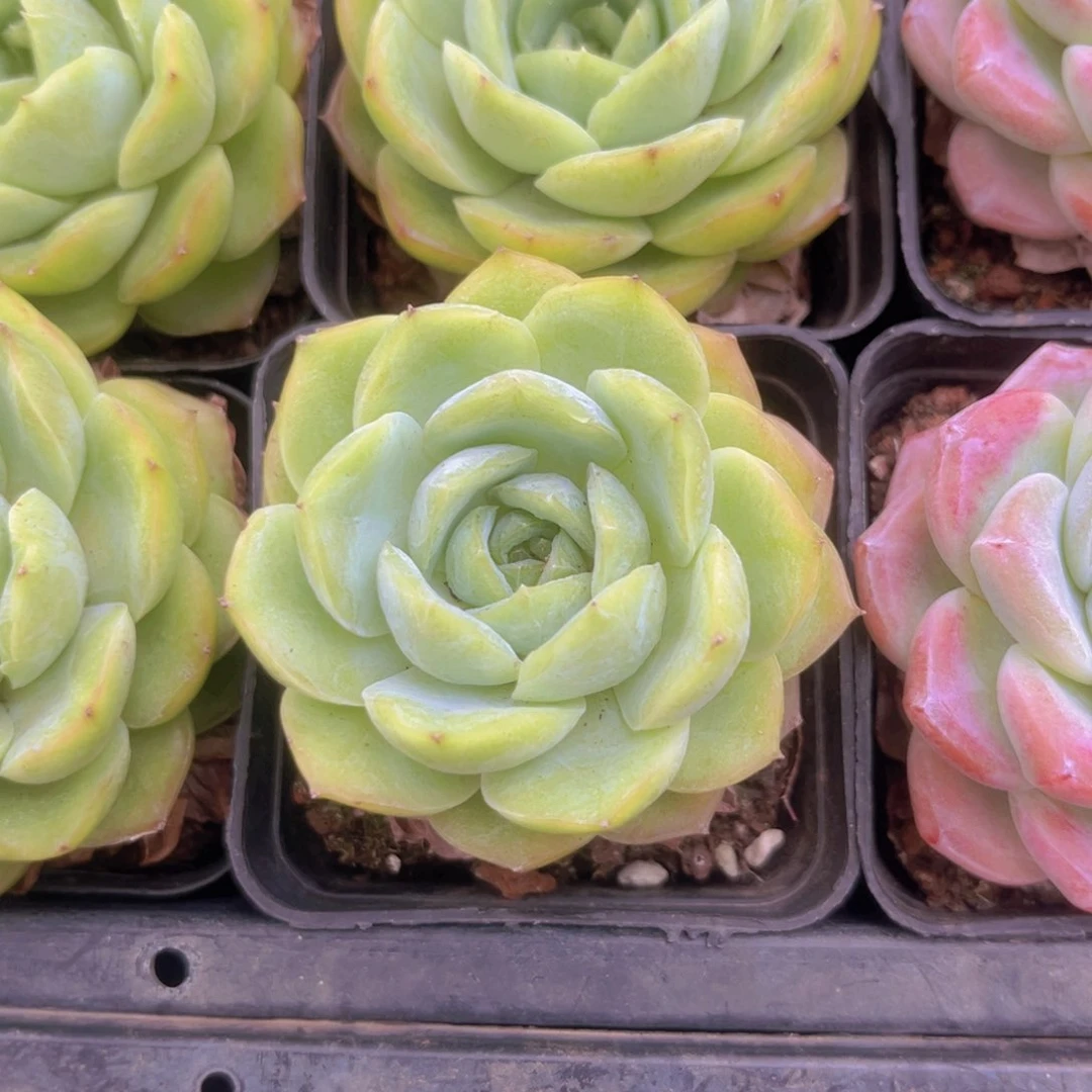 宝宝绿888888888888